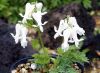 Show product details for Dicentra peregrina alba